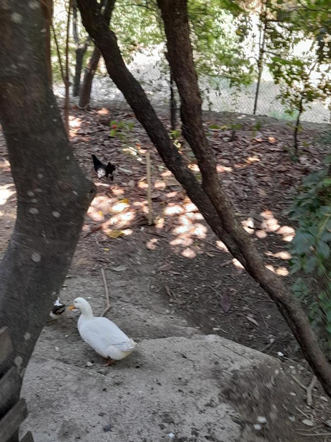 Gjirokastër Camping Late מראה חיצוני תמונה