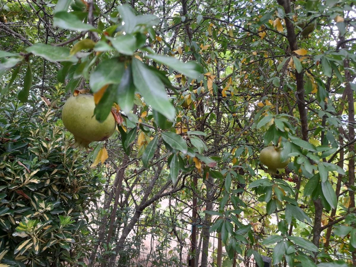 Gjirokastër Camping Late מראה חיצוני תמונה